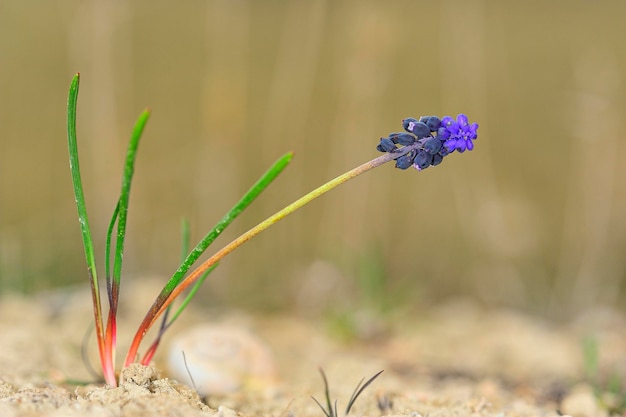 Muscari neglectum commonly known as nazarene