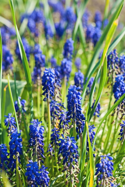 Muscari neglectum flowers in the spring garden