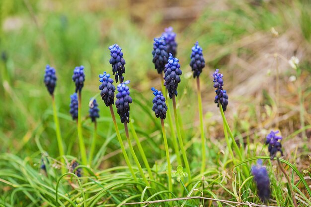 Muscari neglectum flowers in the spring nature with copy space