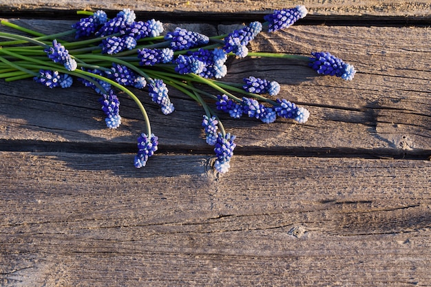 Muscari op houten achtergrond