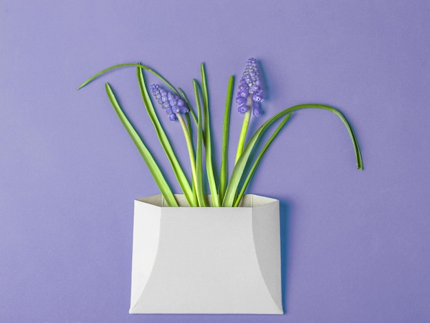 Muscari spring flowers in white envelope on blue