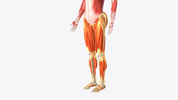 Photo muscles of lower limb