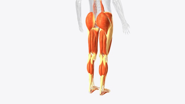 Photo muscles of lower limb