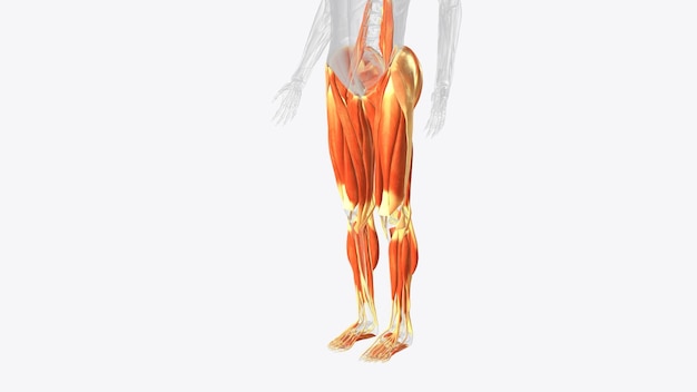 Photo muscles of lower limb