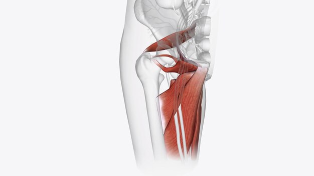 Photo muscles of the lower limb