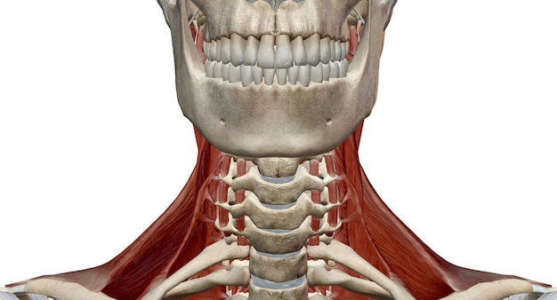 The muscles of the neck are muscles that cover the area of the neck