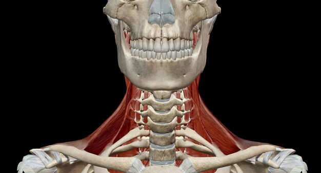 Foto i muscoli del collo sono muscoli che coprono l'area del collo
