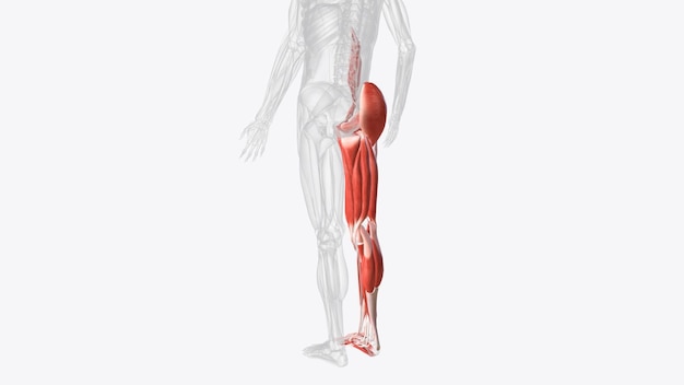 Фото Мышцы правой нижней конечности
