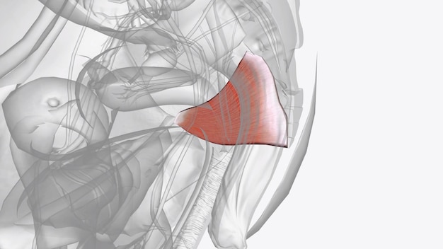 Photo muscles of pelvic floor and perineum