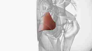 Photo muscles of pelvic floor and perineum