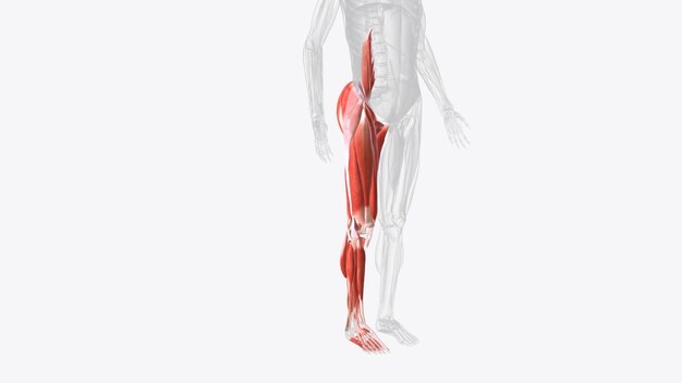 Photo muscles of right iower limb