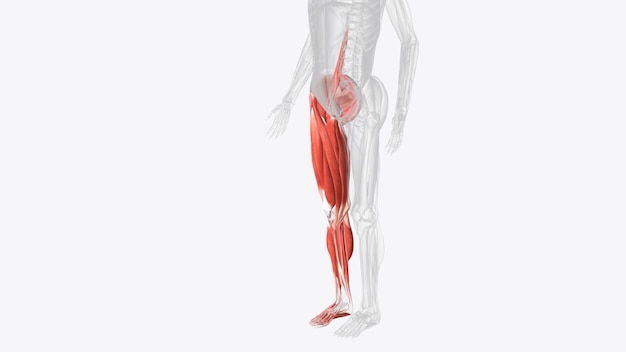 Photo muscles of right iower limb