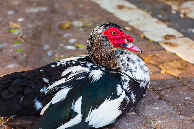 닭장의 마당에 있는 Muscovy Duck Cairina moschata는 밝은 여름날 마당에 있는 야외에서 카메라를 쳐다보고 있습니다.