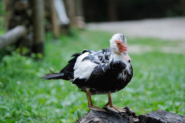 A muscovy duck on grass at lakeside