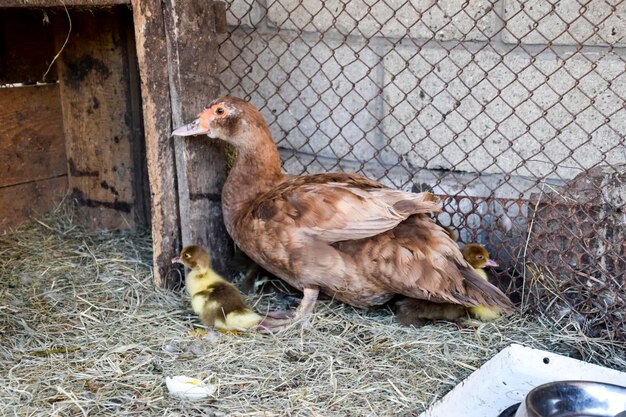 Muscovy duck mother with ducklings