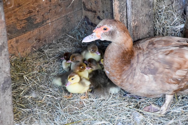 Muscovy duck mother with ducklings