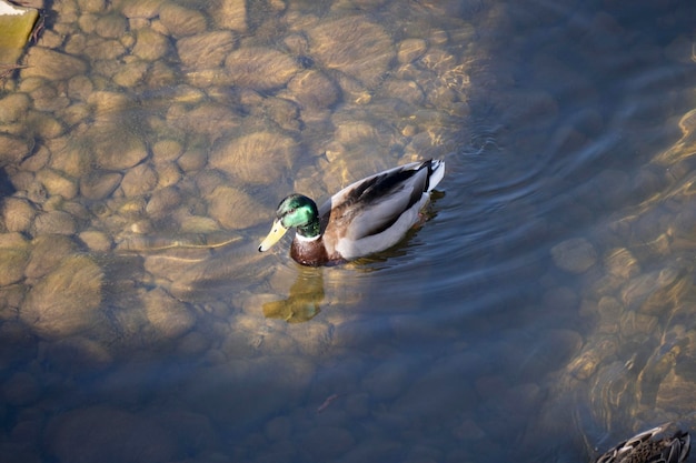 Photo a muscovy duck perched on a rock near the shore at sunset in orozco basque country