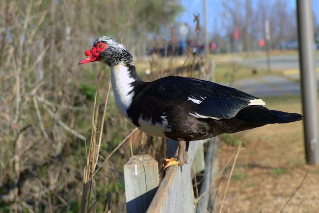 Photo muscovy duck perching on railing