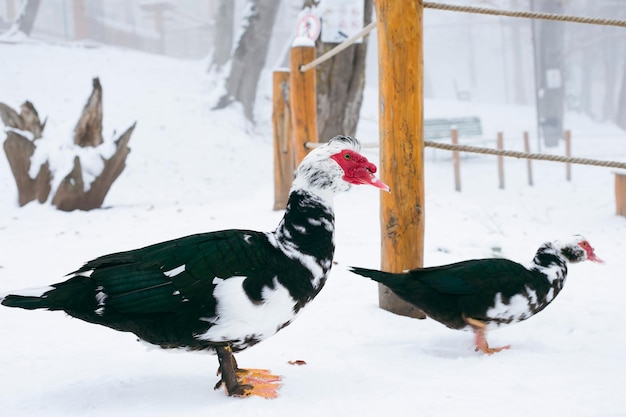 Muscovy duck stands