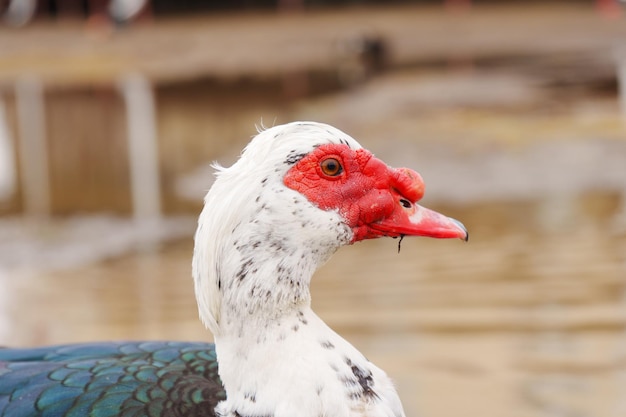 Foto un'anatra muscovita con un caratteristico piumaggio bianco e nero si trova graziosamente in acqua in una fattoria