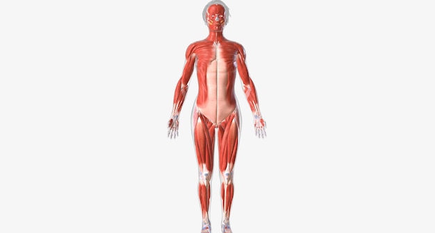 Photo the musculoskeletal system contains the muscles and bones of the body