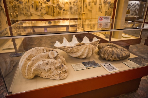 Фото Музей палеонтологии в москве 8140