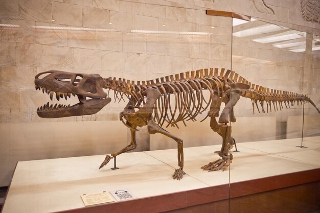 Photo museum of paleontology in moscow 8156