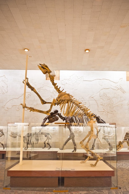 Photo museum of paleontology in moscow 8162