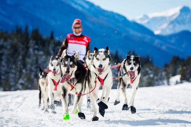 冬の雪上での犬ぞりレースでそりの後ろに隠れている犬ぞり旅行者