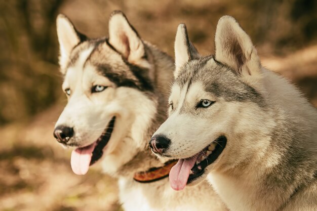 ミュッシング。レース後休んでいる犬。シベリアンハスキー。