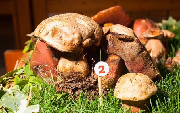 Грибной Agaricus essettei