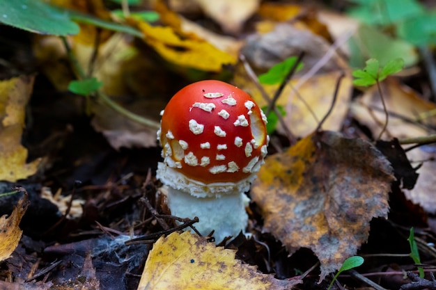 Гриб Amanita muscaria, красный гриб растет осенью в лесу, октябрь. Галлюциногенные грибы, ядовитые