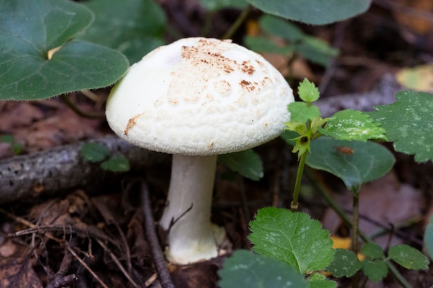 Photo mushroom- amanita phalloides v.verna macro photo white fly agaric in the autumn forest, poisonous mushrooms