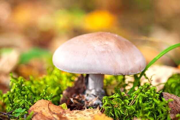 Mushroom in the autumn forest close up