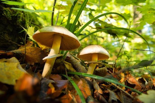 Mushroom in autumn leaves