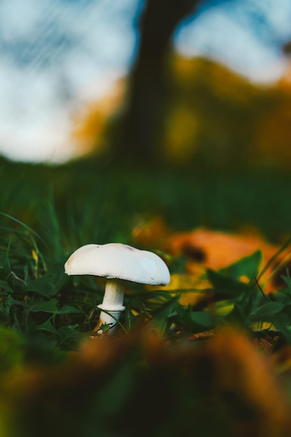 Mushroom in autumn park