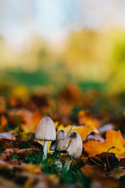 Mushroom in autumn park