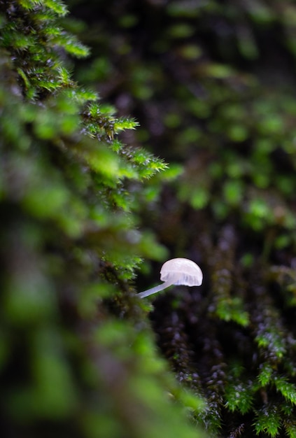 緑の苔を背景にキノコ