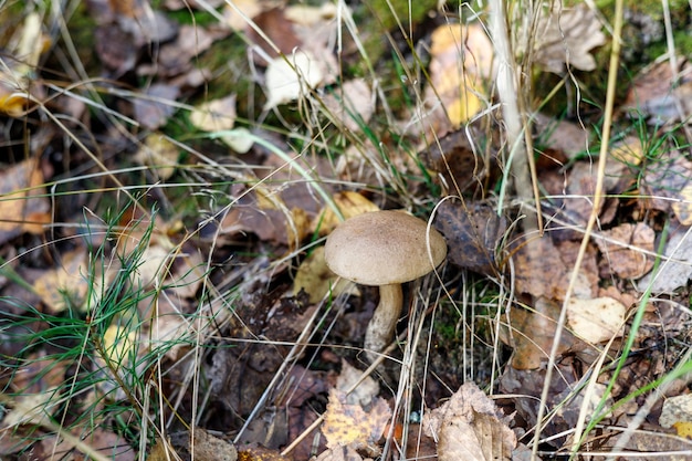 Mushroom boletus in the autumn forest