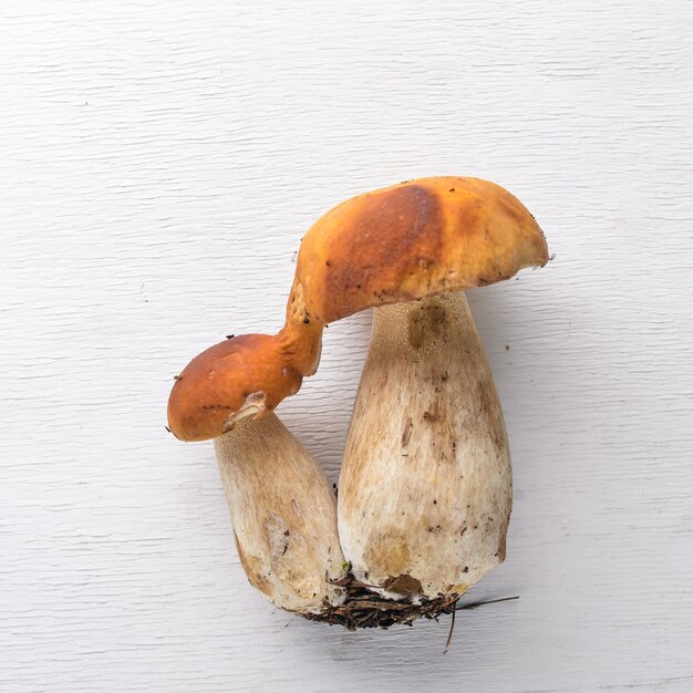 Mushroom Boletus On a black wooden background Top view Free space for text