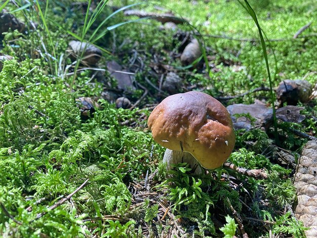 Photo mushroom boletus edulis in the forest