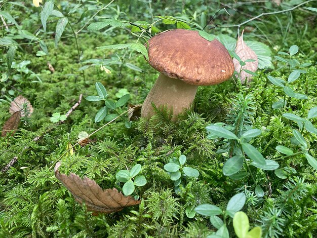 Photo mushroom boletus edulis in the forest