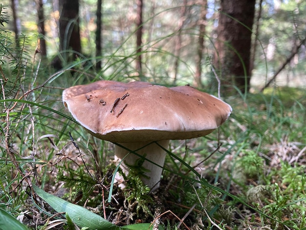 Photo mushroom boletus edulis in the forest