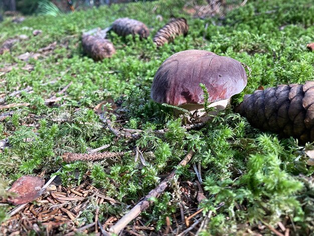 Photo mushroom boletus edulis in the forest