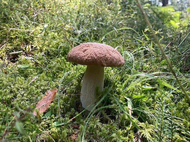 Photo mushroom boletus edulis in the forest