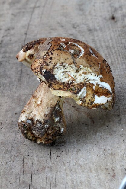 mushroom boletus edulis