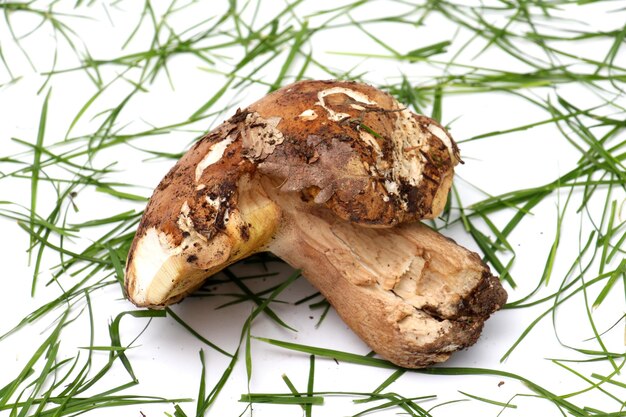 ボレット・エドゥリス (Boletus edulis)