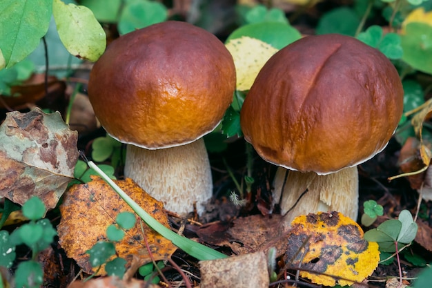 Mushroom boletus in the forest in autumn. Porcini wild