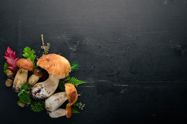 Mushroom Boletus Fresh forest mushrooms on a black wooden background Top view Free space for text