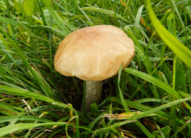 Mushroom boletus on green grass in sunlight